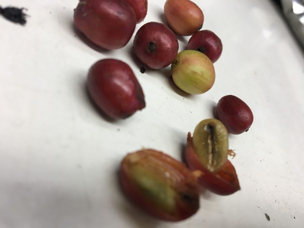Photo of Borneo Coffee Fu Wang - Kota Kinabalu, Sabah, Malaysia