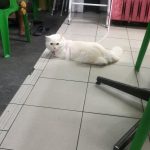 Photo of Wong Kee Coffee Shop - Kota Kinabalu, Sabah, Malaysia