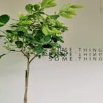 Photo of Something Cafe - Kota Kinabalu, Sabah, Malaysia