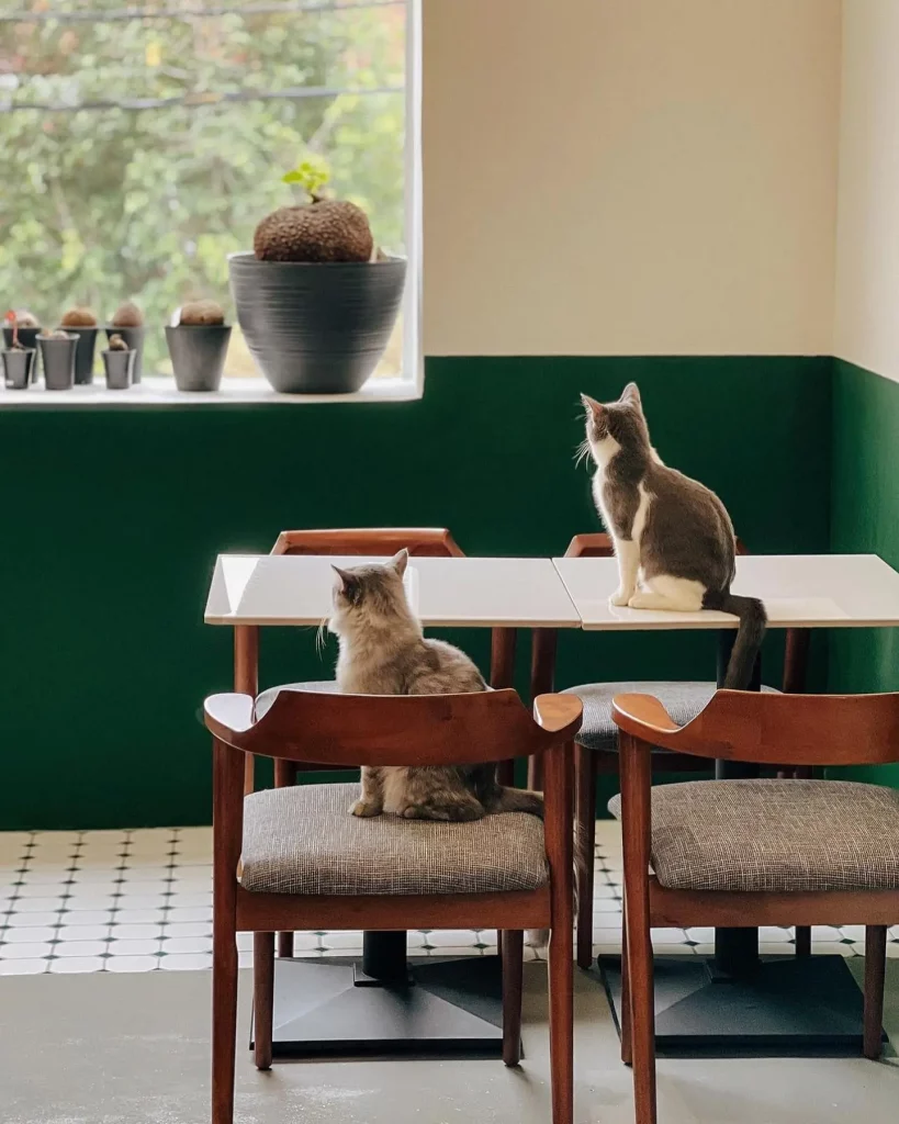 Adorable pet cafes in Kuala Lumpur 2023 | Reviewbah