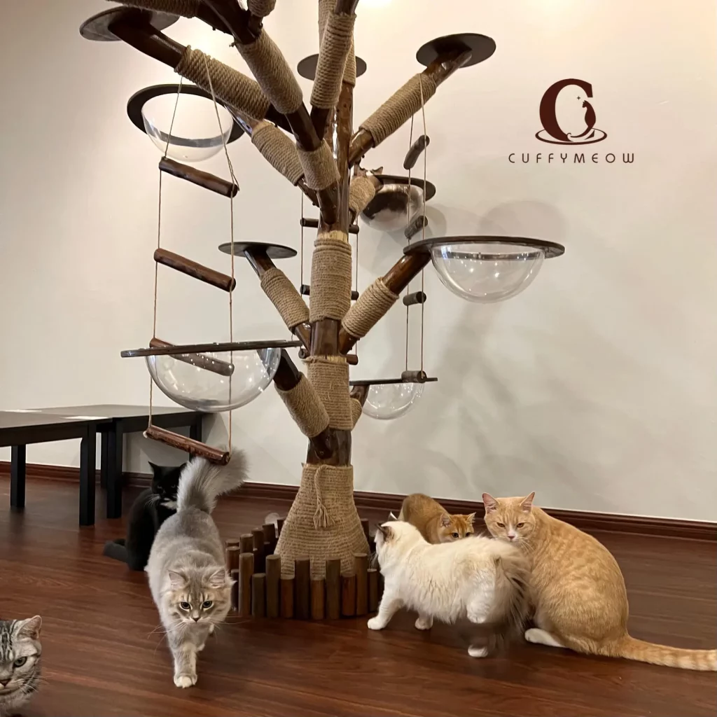 Adorable pet cafes in Kuala Lumpur 2023 | Reviewbah