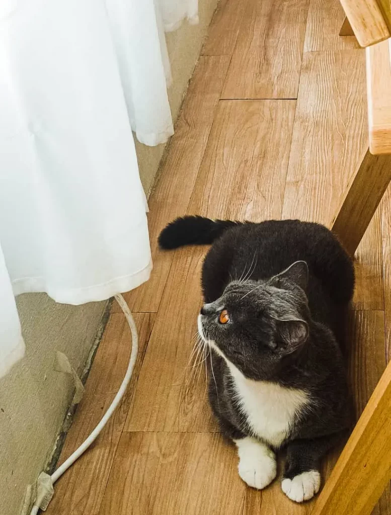 Adorable pet cafes in Kuala Lumpur 2023 | Reviewbah