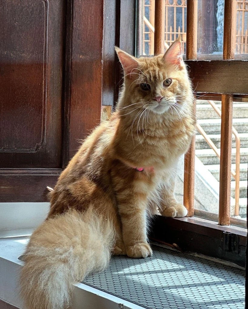Pet Lover's Paradise: Discover Georgetown's Top Pet Cafés | Reviewbah