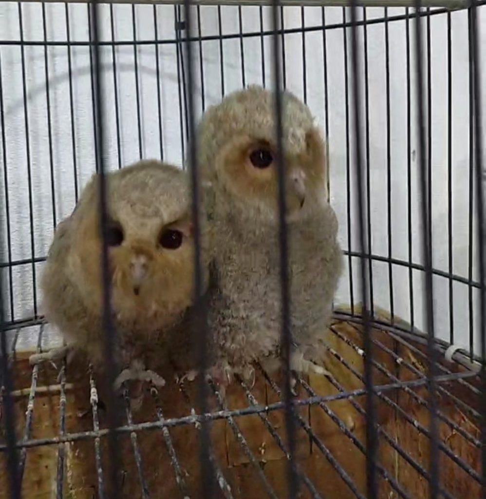 Photo of Mark Baba Pets Cafe - Kota Kinabalu, Sabah, Malaysia