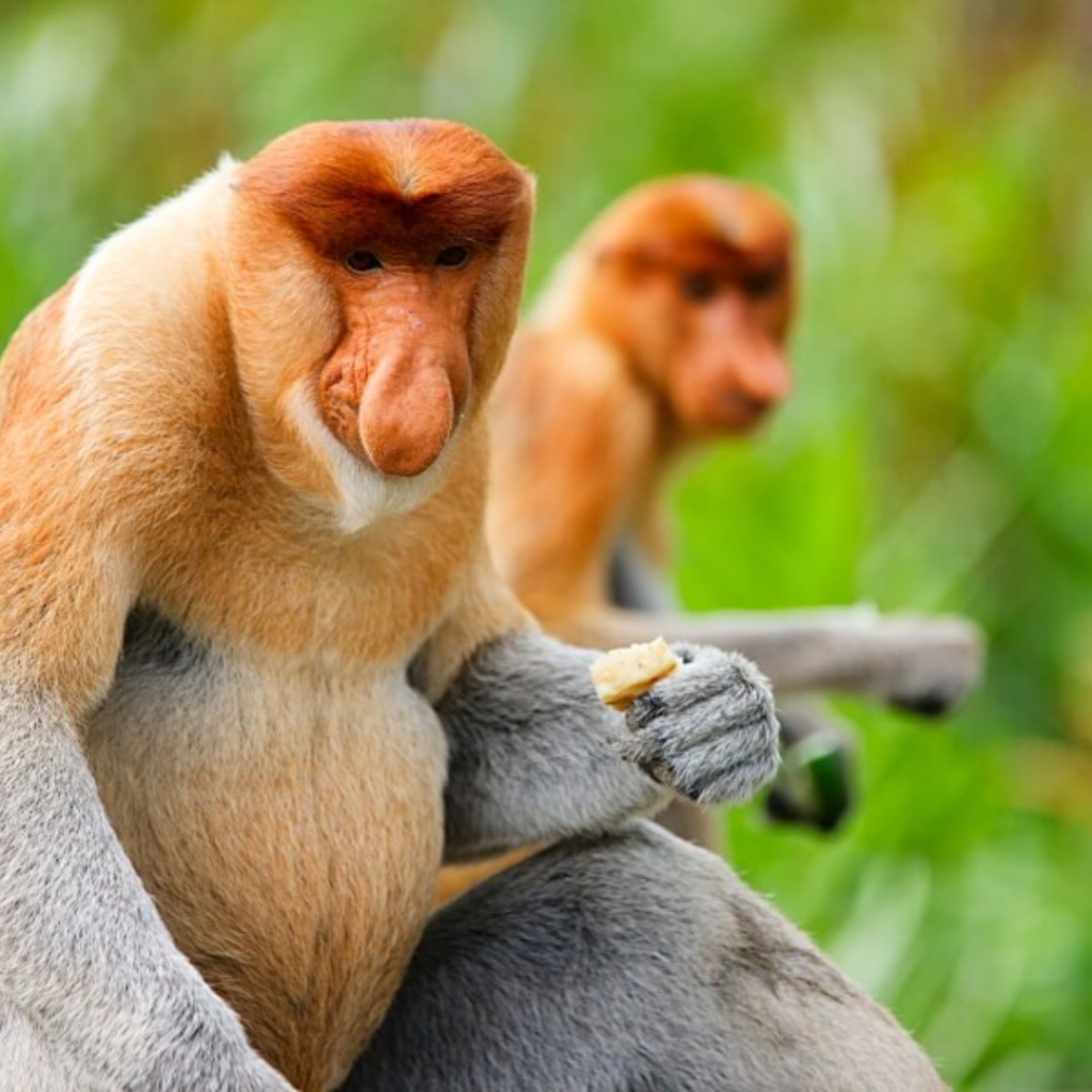 Embrace the Nature of Sandakan: Discover the Wonders of Bilit Adventure Lodge | Reviewbah