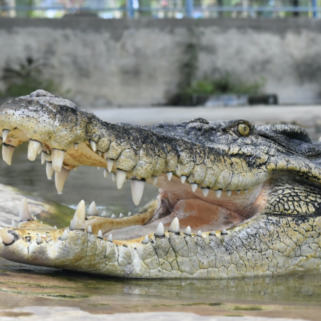 Unleash the Wild in Sabah: Exploring the Thrills of Tuaran Crocodile Farm | Reviewbah