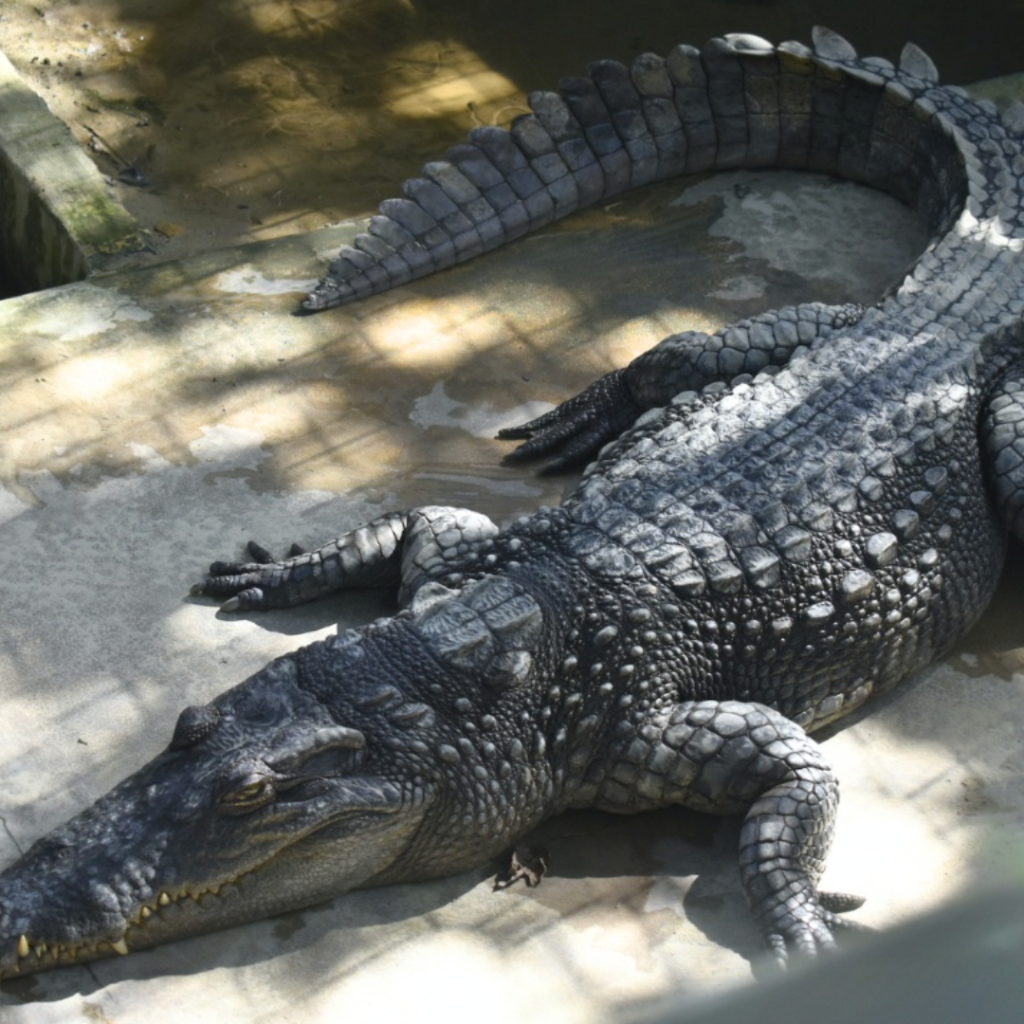 Unleash the Wild in Sabah: Exploring the Thrills of Tuaran Crocodile Farm | Reviewbah