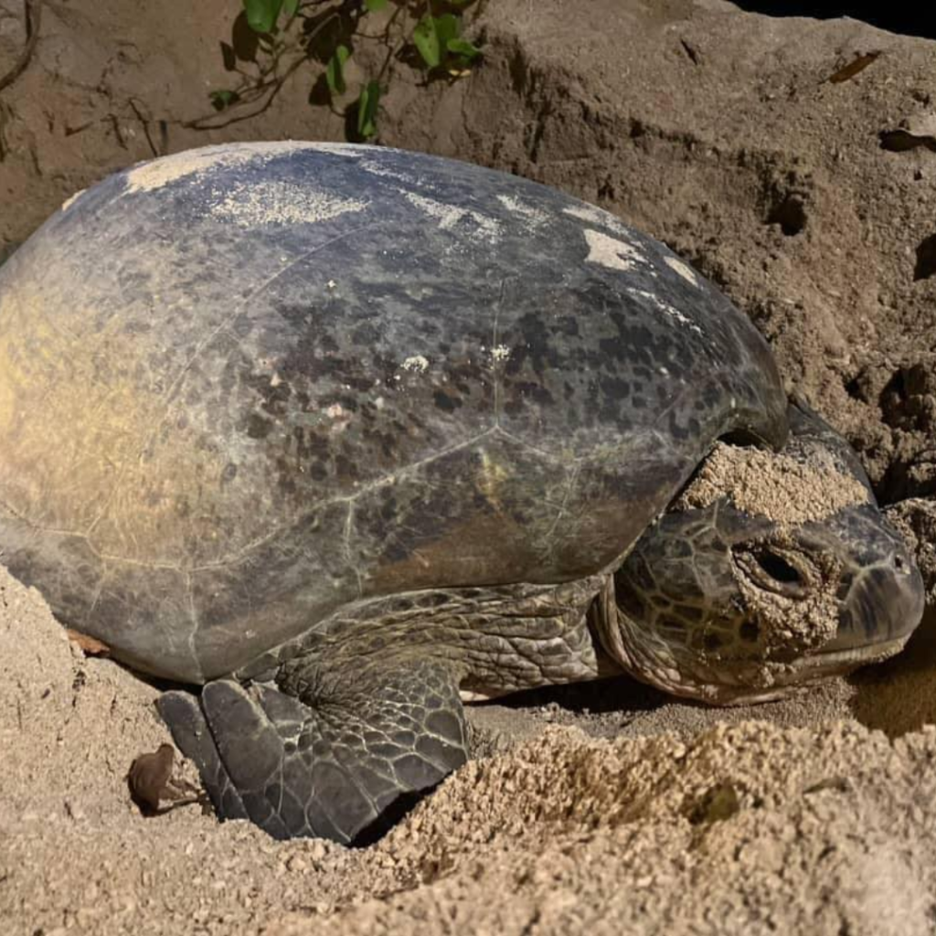 Your Ultimate 2D1N Escape: Experience the Magic of Selingan Turtle Island | Reviewbah