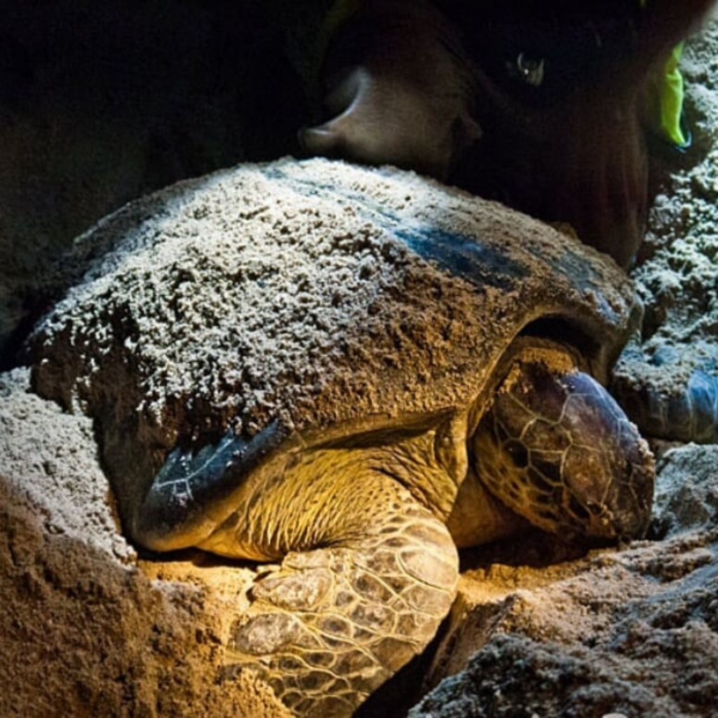 Your Ultimate 2D1N Escape: Experience the Magic of Selingan Turtle Island | Reviewbah