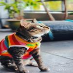 Photo of Cat & Mei Cafe - Kota Kinabalu, Sabah, Malaysia